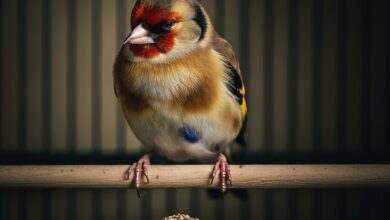 علاج كبد الحسون