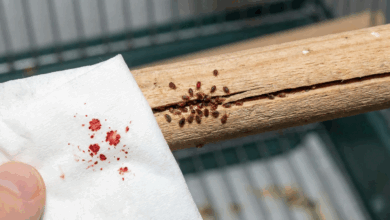 Éliminer les acariens rouges