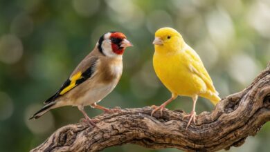 أمراض أرجل الحسون والكناري