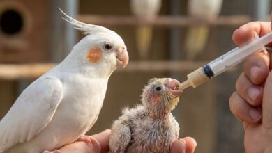 guide-complet-elevage-calopsitte-cockatiel