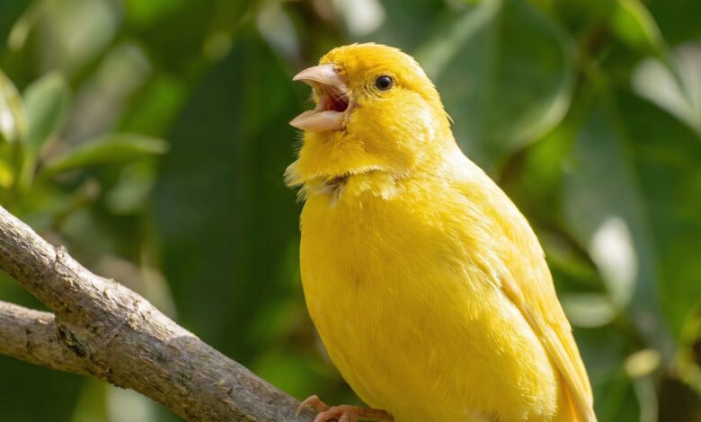 لماذا توقف الكناري عن التغريد فجأة؟ 3 أسباب خفية تدمر طائرك (والحل السريع)