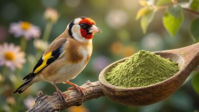 هل تبحث عن محفز طبيعي أقوى من الأدوية؟ اكتشف فوائد المورينجا (Moringa) لتجهيز الحسون والكناري، رفع المناعة، وتصفية الكبد. الجرعات وطريقة الاستعمال هنا.