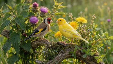 أفضل الأعشاب للحسون والكناري